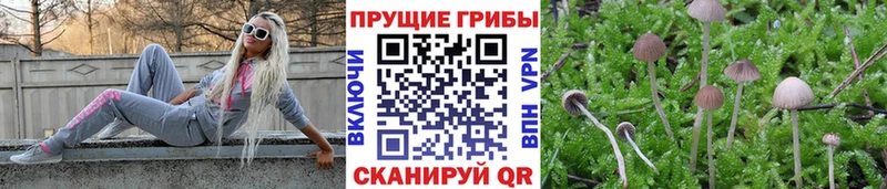 Псилоцибиновые грибы Psilocybine cubensis  мориарти официальный сайт  Ветлуга 